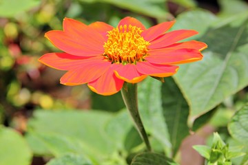 Close up of an orange gerbera daisy flower