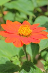 Portrait view, blooming orange gerbera daisy flower.
