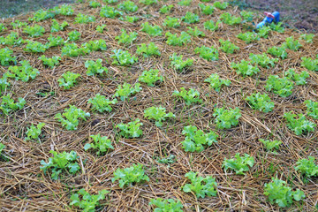 Green oak lettuce plant in farm