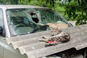 tabby cat lying on the hood of a wrecked car with a broken windshield