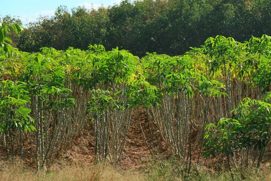 Row of Cassava tree or Tapioca tree in field. Agriculture and nature concept.