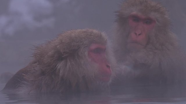 Japanese macaque or snow Japanese monkey with onsen at snow monkey park or Jigokudani Yaen-Koen in Nagano, Japan during the winter season stock video