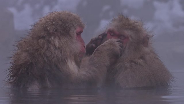 Japanese macaque or snow Japanese monkey with onsen at snow monkey park or Jigokudani Yaen-Koen in Nagano, Japan during the winter season stock video