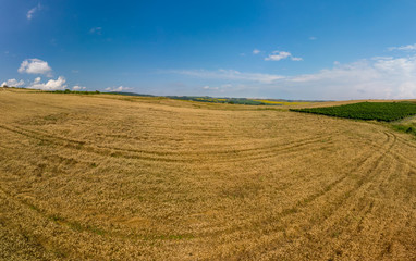 Agricultural landscape aerial view. Panoramic view of a large field of wheat and blue sky