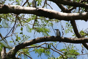 Tree branches with a bird perched on one branch