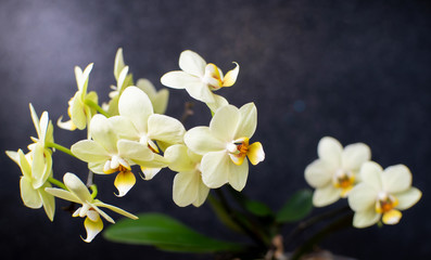Fototapeta premium Green orchid flower on black bokeh background. Macro soft focus