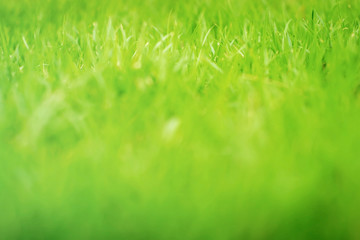 Fototapeta na wymiar Green background by the fresh grass, Green lawn, Natural grass green blurred background.