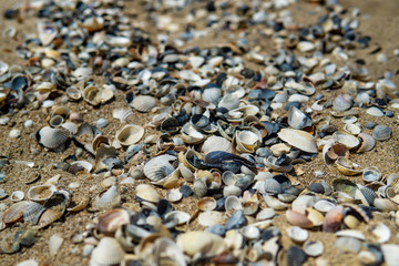 Sea shells on sand as background