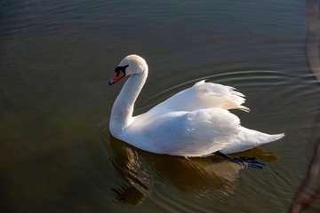 Obraz premium profile of white swan on blue misty lake