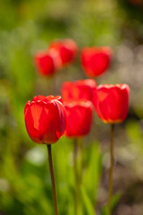 Fototapeta premium Very beautiful red tulips that grow in my garden.