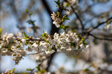Bird cherry blossoms flowers in spring. Spring blossom flowers of bird cherry tree. Spring bird cherry tree flowers. Bird cherry tree flowers bloom in spring