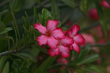 Deep pink desert rose flowers, soft background