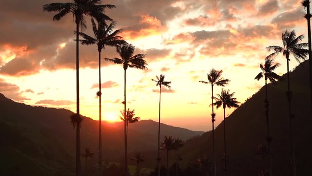 beautiful landscape in the cocora valley - Colombia
