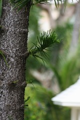 Portrait shot of a pine tree trunk with pine leaves, soft background