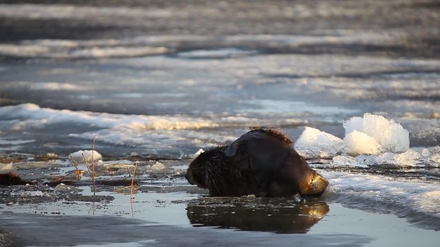 Eurasian beaver sitting on ice and cleaning himself