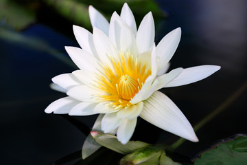 水蓮（スイレン）：Nymphaea