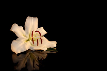 beautiful photo, white Lily on a black background