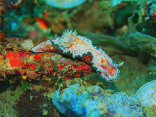 The amazing and mysterious underwater world of Indonesia, North Sulawesi, Manado, sea slug