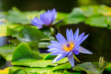 水蓮（スイレン）：Nymphaea