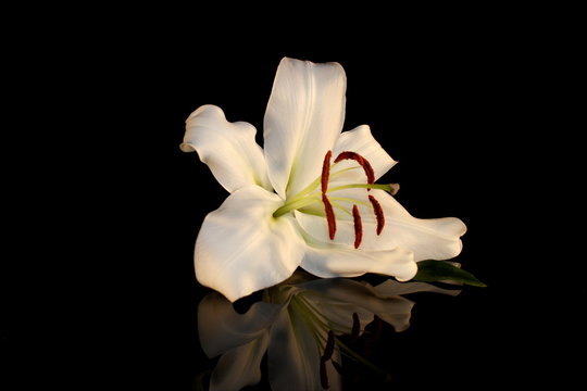 beautiful photo, white Lily on a black background