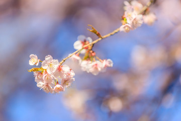 寒桜（カンザクラ）