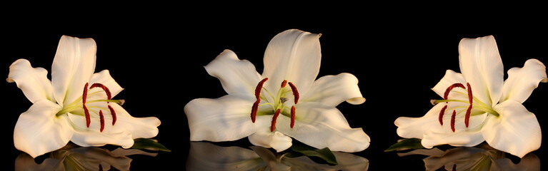 beautiful photo, white Lily on a black background