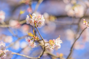 Obraz premium 寒桜（カンザクラ）