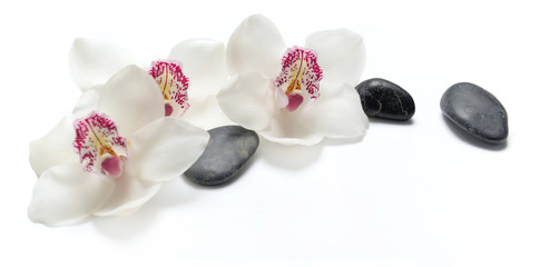 Fototapeta na wymiar beautiful white orchids isolated on white background with black pebbles
