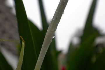 Dewdrops on a white stalk early in the morning