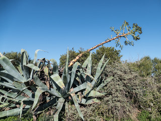 big agave plant with a flower