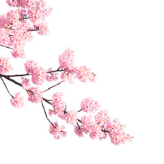 Naklejka premium Branch of the blossoming sakura with pink flowers