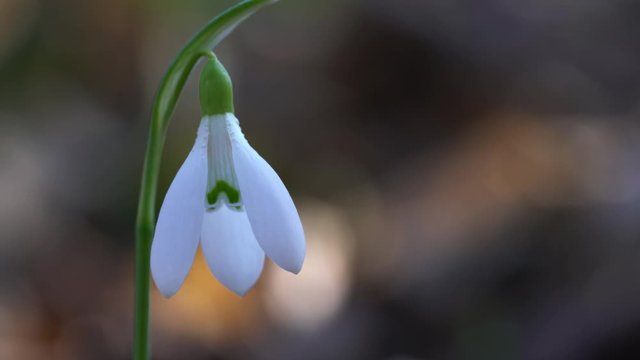 Snowdrop herald of spring in the natural ambience (Galanthus nivalis) - (4K)