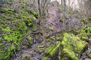 details in the czech forest in the winter