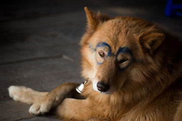 A cute brown dog with sunglasses painted.