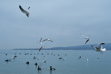 Fototapeta premium The image of birds on the beach.