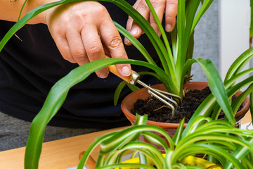 Care for home plants. Chlorophytum.