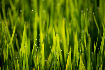 Fototapeta na wymiar Beautiful view of dew drop on the rice sprouts in the morning.
