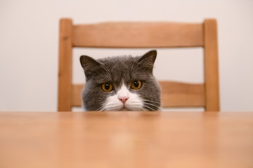 British shorthair cat sitting at the dinner table