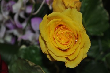 Close up of a yellow rose wet with dew, downward view