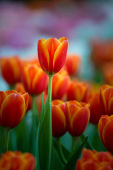 The scenery of close-up tulip flower in Chiang Rai, Thailand.