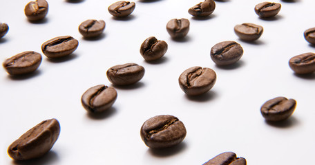 brown coffee beans on a white background laid out in rows