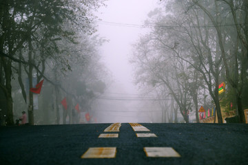 Landscape of Da Lat city, Viet nam in early morning, row white flower trees in fog, foggy street in cold weather