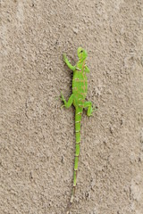 lagarto lizard