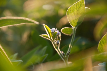 The stem of a flowering soy plant in a field reaches for the sun. Young flowering soybean plants on...