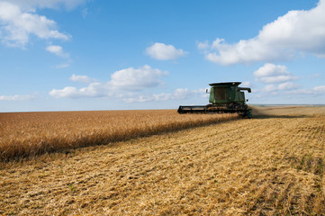 Naklejka premium Combine harvester in action on a wheat field. Harvesting grain crops on a sunny day against the blue sky.