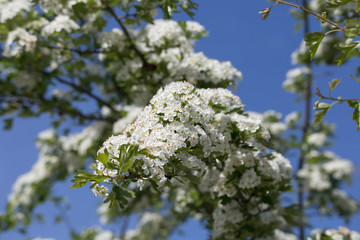 Sandorn in Blüte