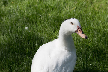 Gänse