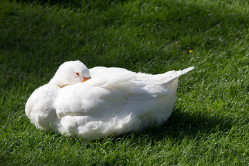 Gänse © Jens