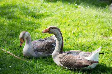 Gänse