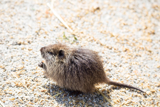 Bisamratte